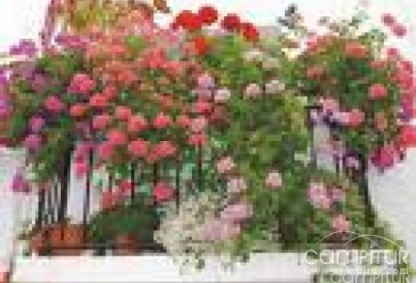 Llerena celebra su IV Certamen de Embellecimiento de Balcones y Ventanas 